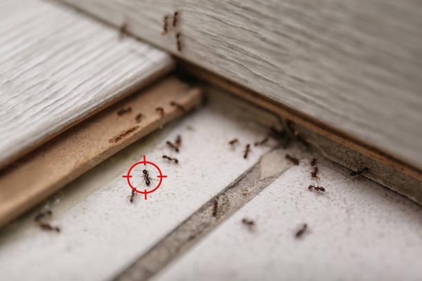 Best Pest Prevention Services  in Benton, AR