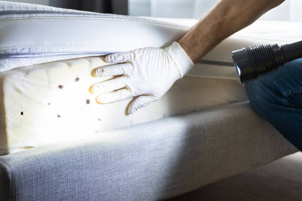 Best Affordable Pest Control Services  in Benton, AR