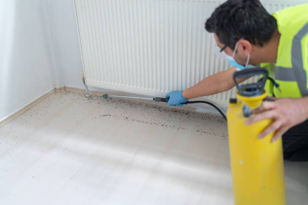 Best Flea Control Services  in Benton, AR