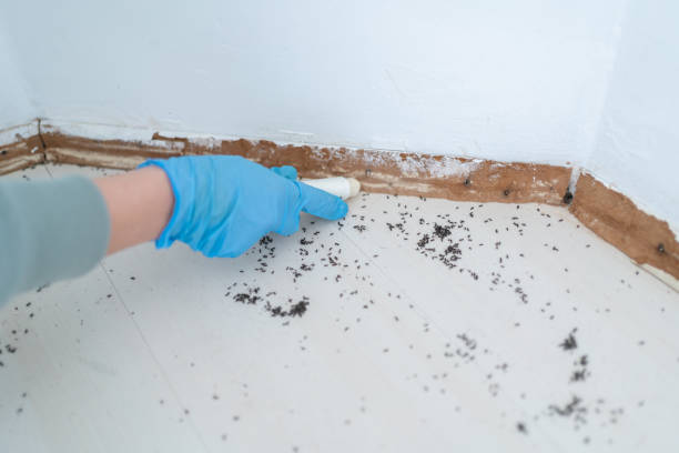 Best Affordable Pest Control Services  in Benton, AR